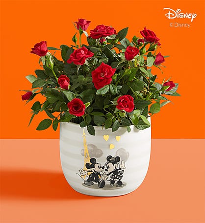 Disney Mickey & Minnie Rose Plant